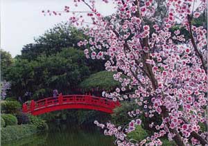 Japanese Garden