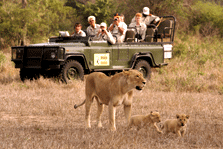 Safari Drive